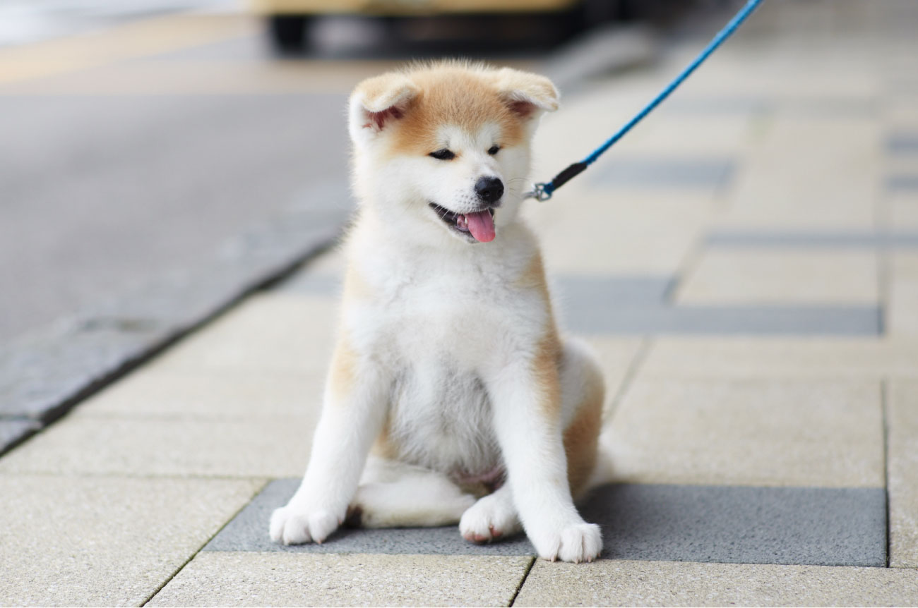 可愛い犬デザイン レディース キーホルダー Dog 柴犬 秋田犬 高価値セリー